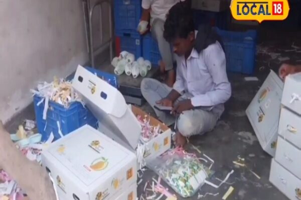 सीतामढ़ी का जर्दालू और बम्बई आम देशभर में मचा रहा धूम, कीमत करीब 400 रुपए किलो, मिठास के हो जाएंगे फैन