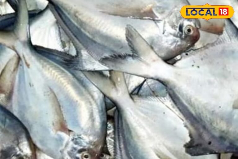 कम कांटे, ज्यादा स्वाद! सर्दियों में काली पोम्फ्रेट मछली क्यों है सबकी फेवरेट, दिल-दिमाग के लिए बेस्ट