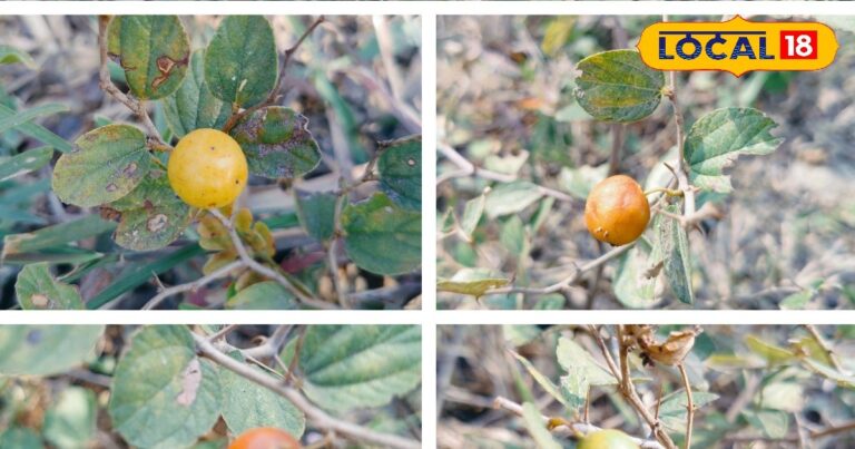 सिर्फ 2 महीने ही मिलता ये सर्दियों का सुपरफूड, इंसान-पशु दोनो का इम्यूनिटी बूस्टर