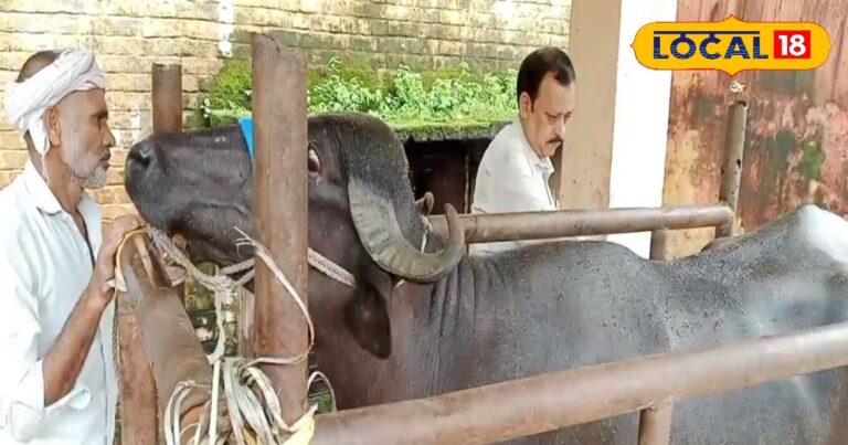 Animal husbandry : खाना-पीना छोड़ देगा पशु, घट जाएगा 80% दूध, बदलते मौसम में ये 2 रोग सबसे ज्यादा घातक