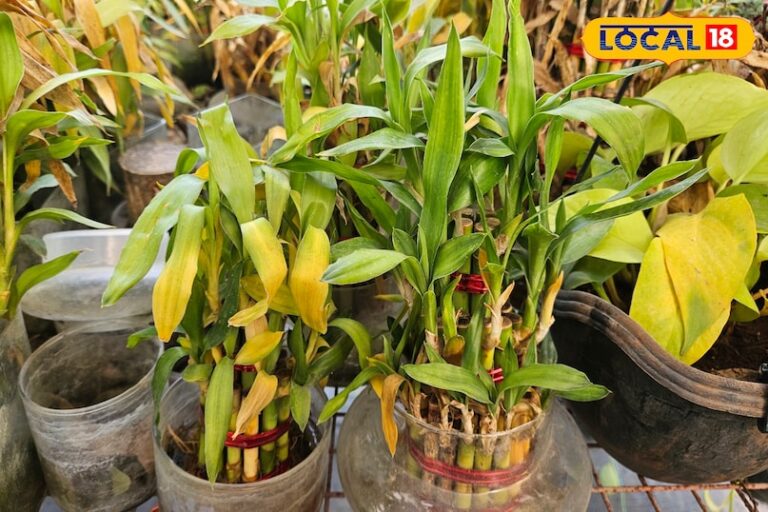 Vastu Tips: लकी बैम्बू प्लांट का बढ़ता क्रेज, आखिर क्यों लोग इसे मान रहे हैं किस्मत बदलने वाला पौधा? – Uttarakhand News