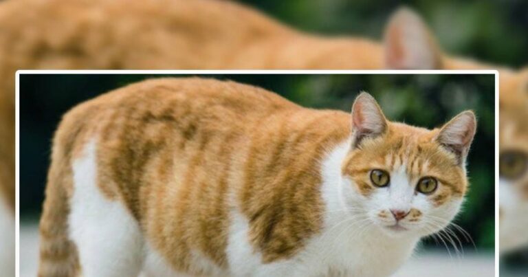 बेंगलुरु में प्रेग्‍नेंट बिल्‍ली क्‍यों हुई किडनैप? मामला खुला तो पुलिस भी रह गई हैरान, 9 लोगों पर FIR दर्ज